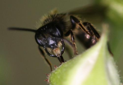 Andrena sp.